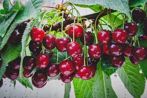 Summer rain and red cherries on branch in garden.  Many ripe cherry berry on cherry tree, close up