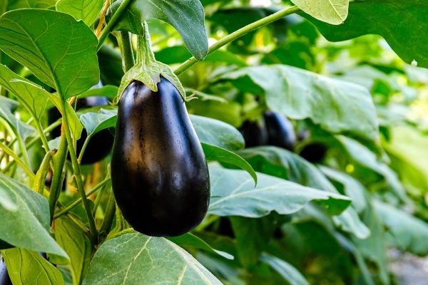 Many eggplants in greenhouse with high technology farming. Aubergine eggplant plants in plantation. Agricultural Greenhouse with Aubergine vegetables